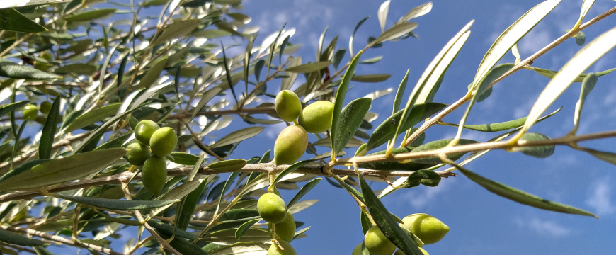 branches with green olives on a tree, with blue sky in the background
