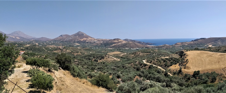 olive groves, sea, and sky in southern Crete