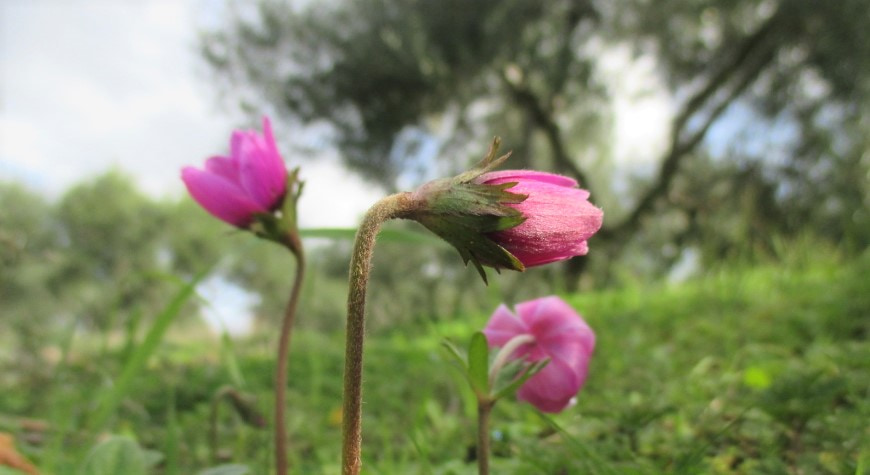 three pink anemones, one a closed bud, against green grass, with olive trees and cloudy sky in the background