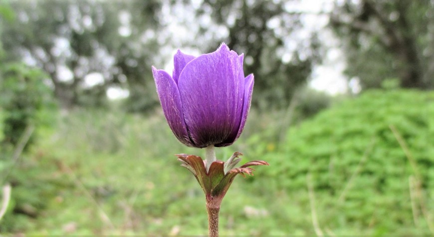 a closeup of a purple anemone, viewed from the side, which has not yet opened all the way and hence resembles a tulip; behind it are green weeds