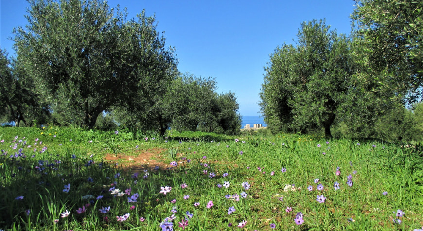dozens of purple and pink anemone flowers amongst green grass and weeds leading up to olive trees against a bright blue sky