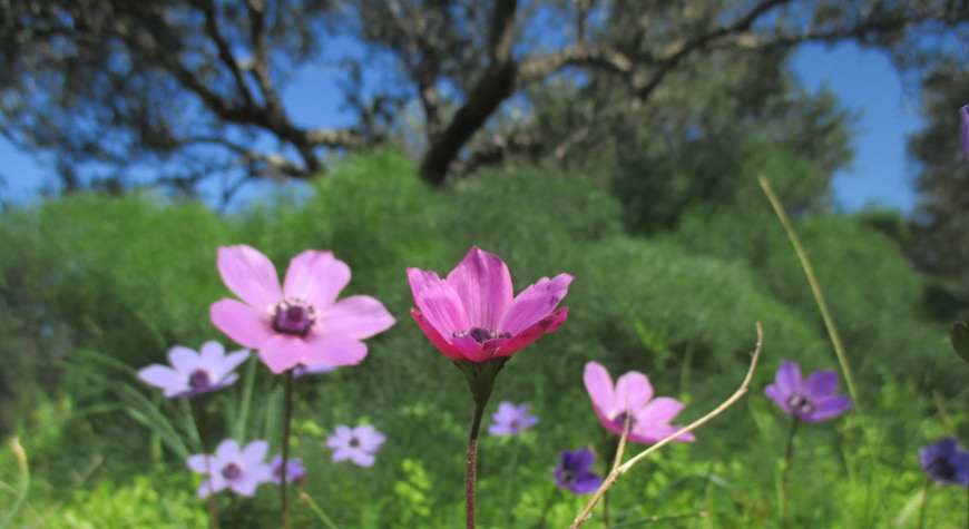 anemones and fennel under the olive trees