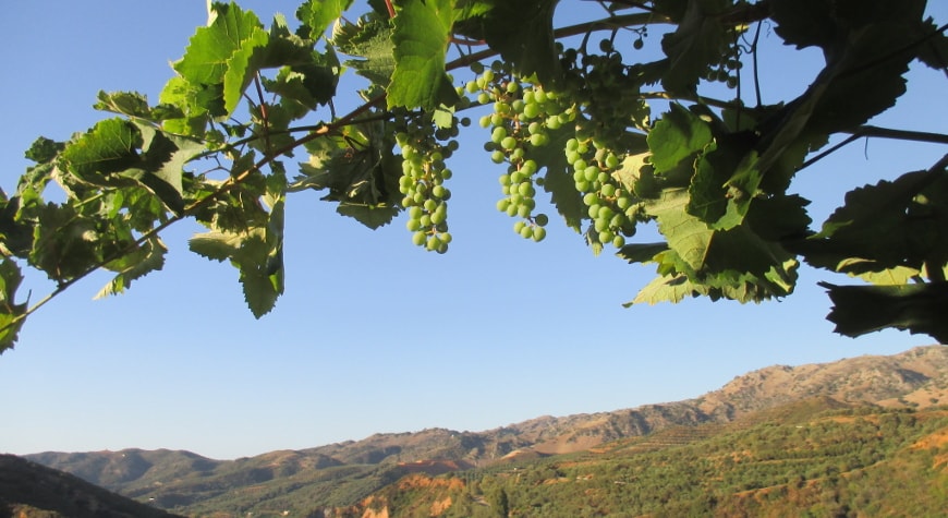 Grapevine with small green grapes in top of photo, distant hills lit by evening light on the bottom, blue sky in between