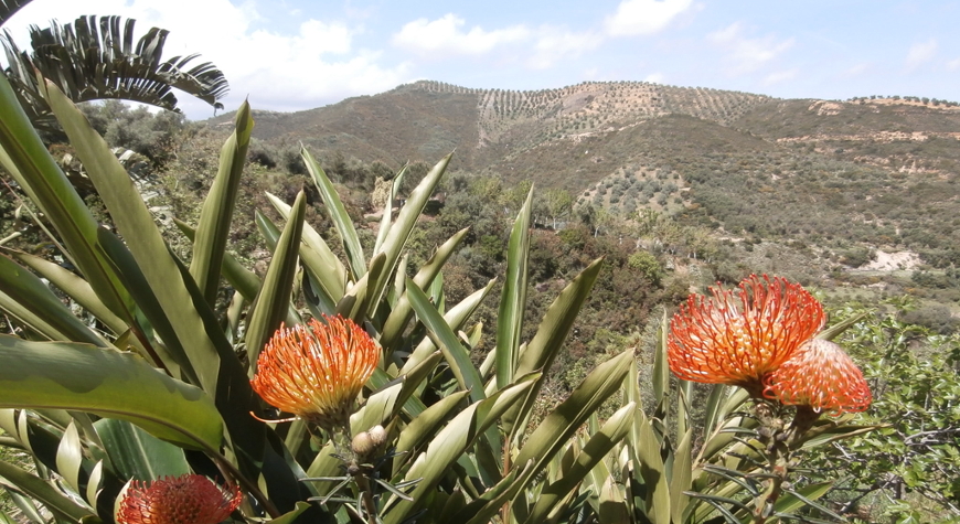 Exotic orange flowers, long, sharply pointed leaves, and hills dotted with olive trees in the background