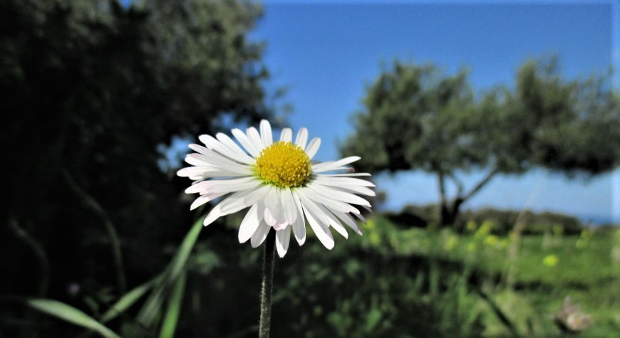a small white daisy with a bright yellow orange center against the green and blue of grass, olive trees, and sky