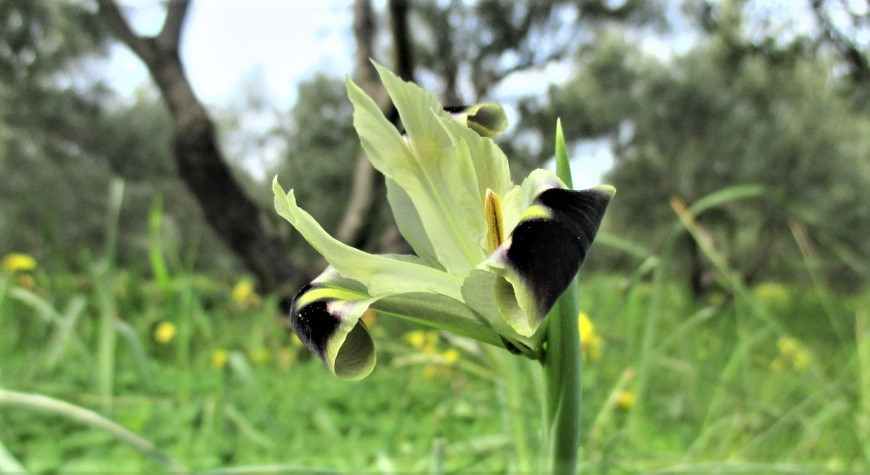 a snake’s head or widow iris with white, yellow, and black surrounded by green grass in an olive grove on a cloudy day