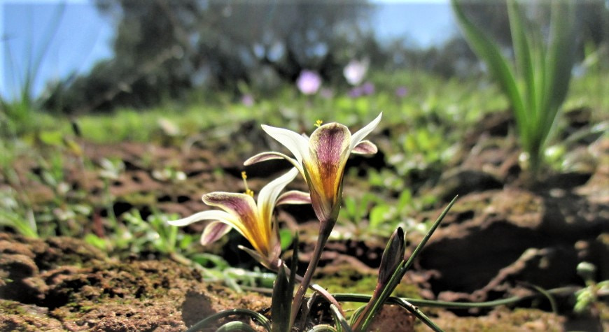 white and purple crocus leaved romulea flowers growing out of muddy ground, nicely backlit