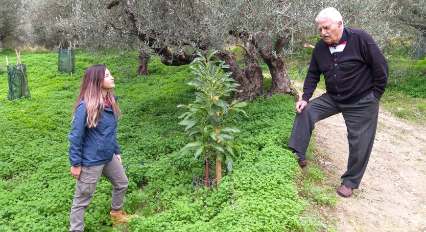 Eleftheria Mamidaki looking up at Spiros Lionakis, with a young avocado tree between them in a green hillside olive grove
