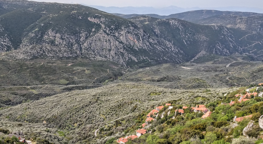 the sea of olives, endless olive groves, below Delphi