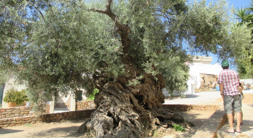 ancient, monumental olive tree in Vouves, Crete