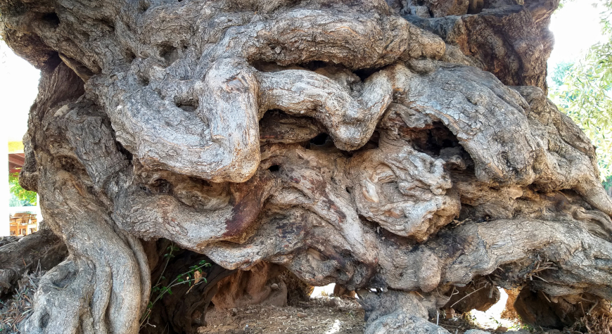closeup of the trunk of the ancient olive tree of Vouves