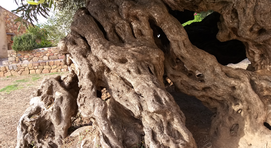 closeup of the trunk of the ancient olive tree of Vouves, showing that the trunk is hollow