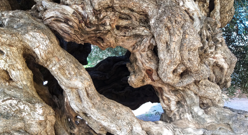 closeup of the trunk of the ancient olive tree of Vouves, showing that the trunk is hollow