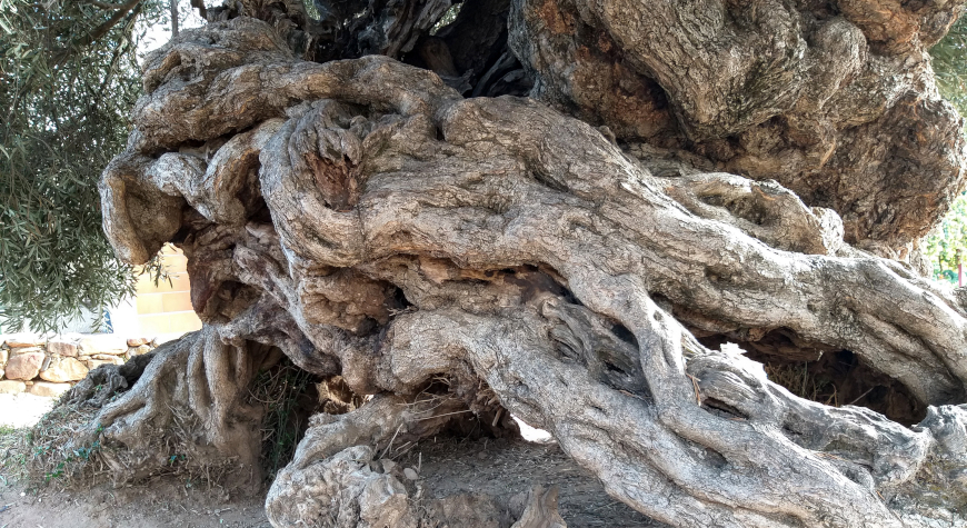 closeup of the trunk of the ancient olive tree of Vouves, showing a sort of swirling wood pattern around the hollow center