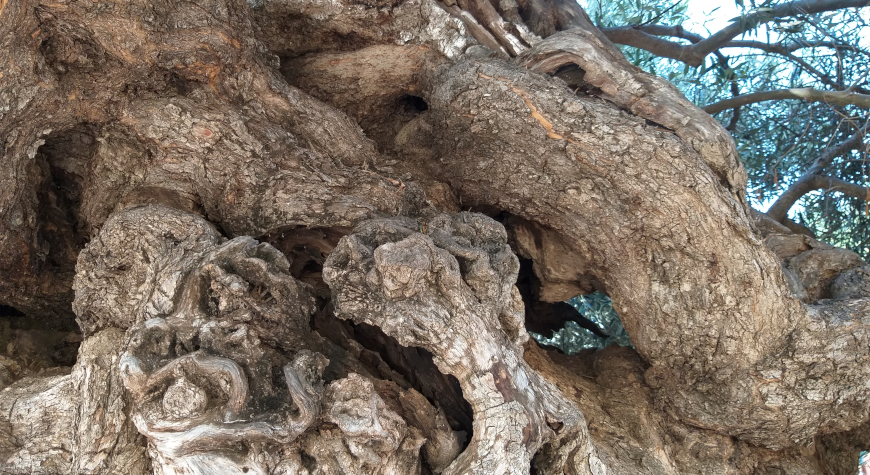 closeup of the trunk of the ancient olive tree of Vouves, with some foliage showing in the upper right corner