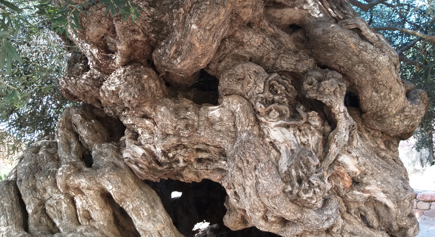 closeup of the trunk of the ancient olive tree of Vouves with a bit of foliage showing in the upper corners