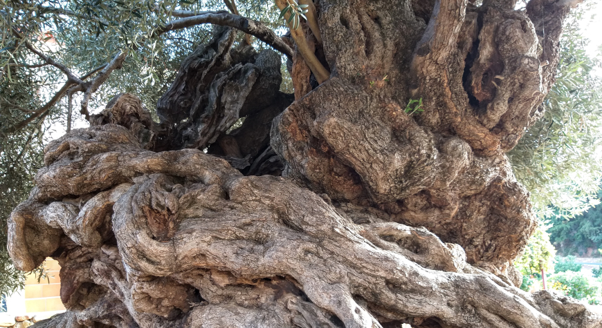closeup of the trunk and lower foliage of the ancient olive tree of Vouves