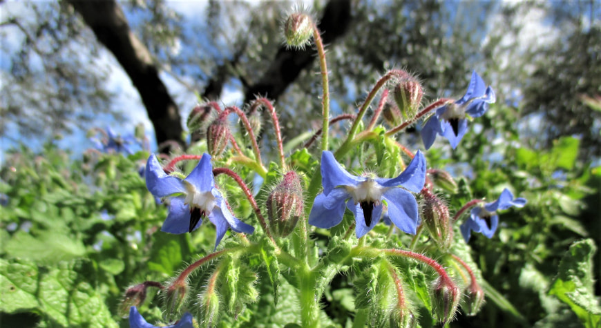 upside down blue borage flowers and green leaves with olive trees behind them