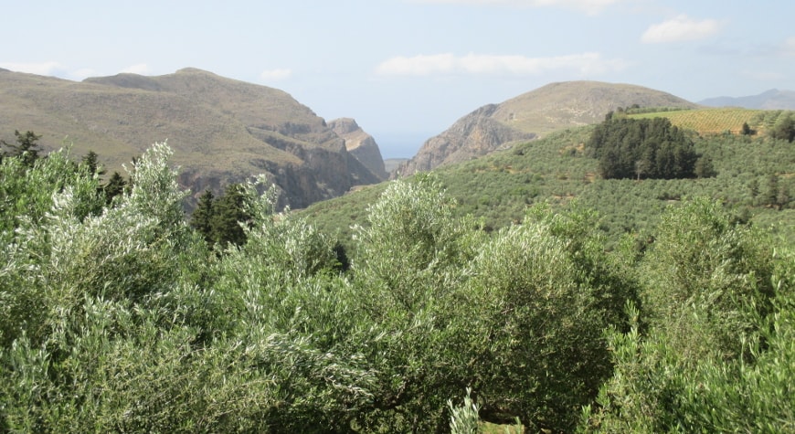 olive trees and striking cliffs in northwest Crete