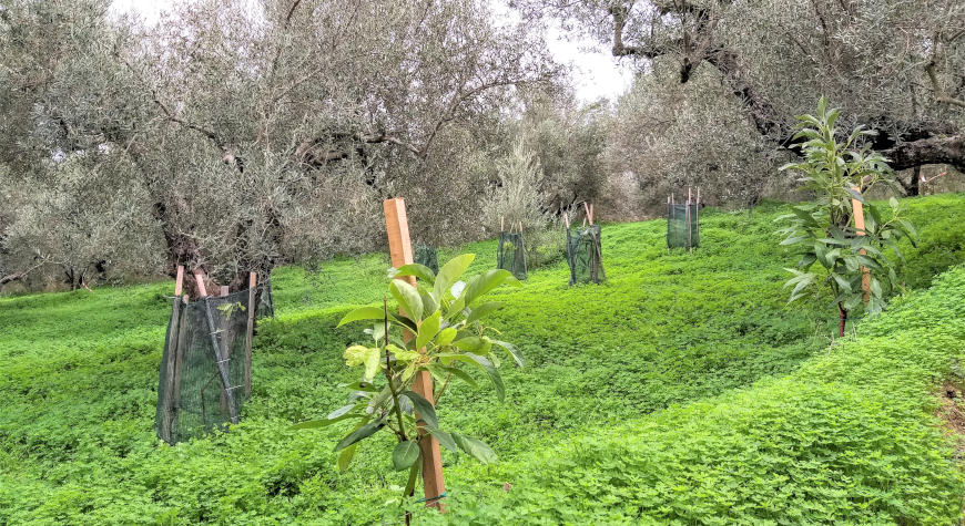 Young avocado trees in an olive grove with green ground cover