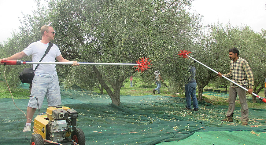 men harvesting olives with hand held mechanical harvesters