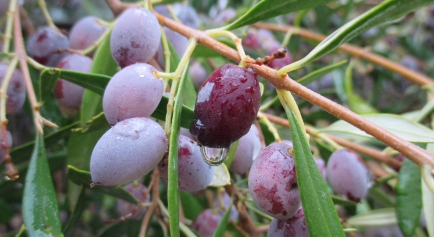 olives dripping with rain water