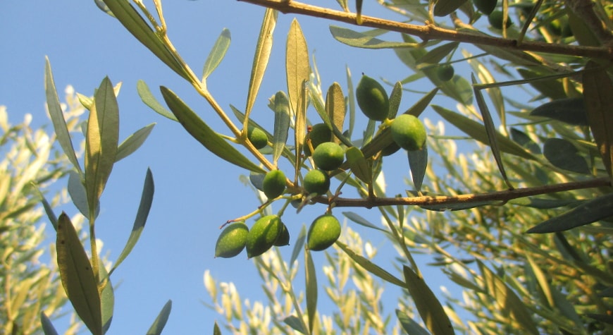 olives and leaves in the evening light