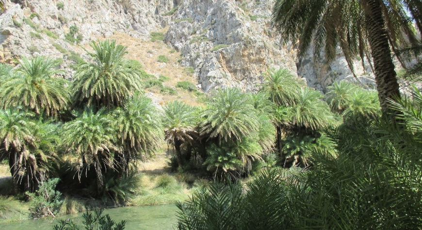 palm forest by a river at Preveli, Crete