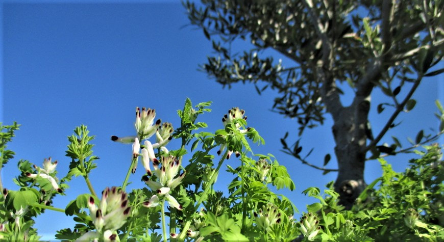 unusual ramping fumitory flowers that look like little clusters of brown tipped white spikes amidst green leaves, against a bright blue sky under a young olive tree