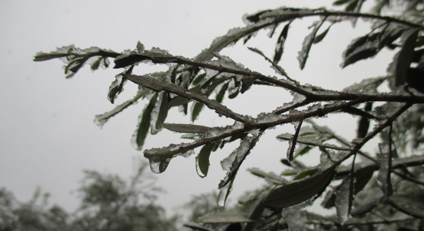 snowy, icy olive branch