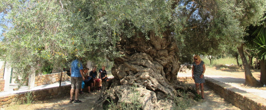 Monumental olive tree of Vouves, Crete, with tourists around it